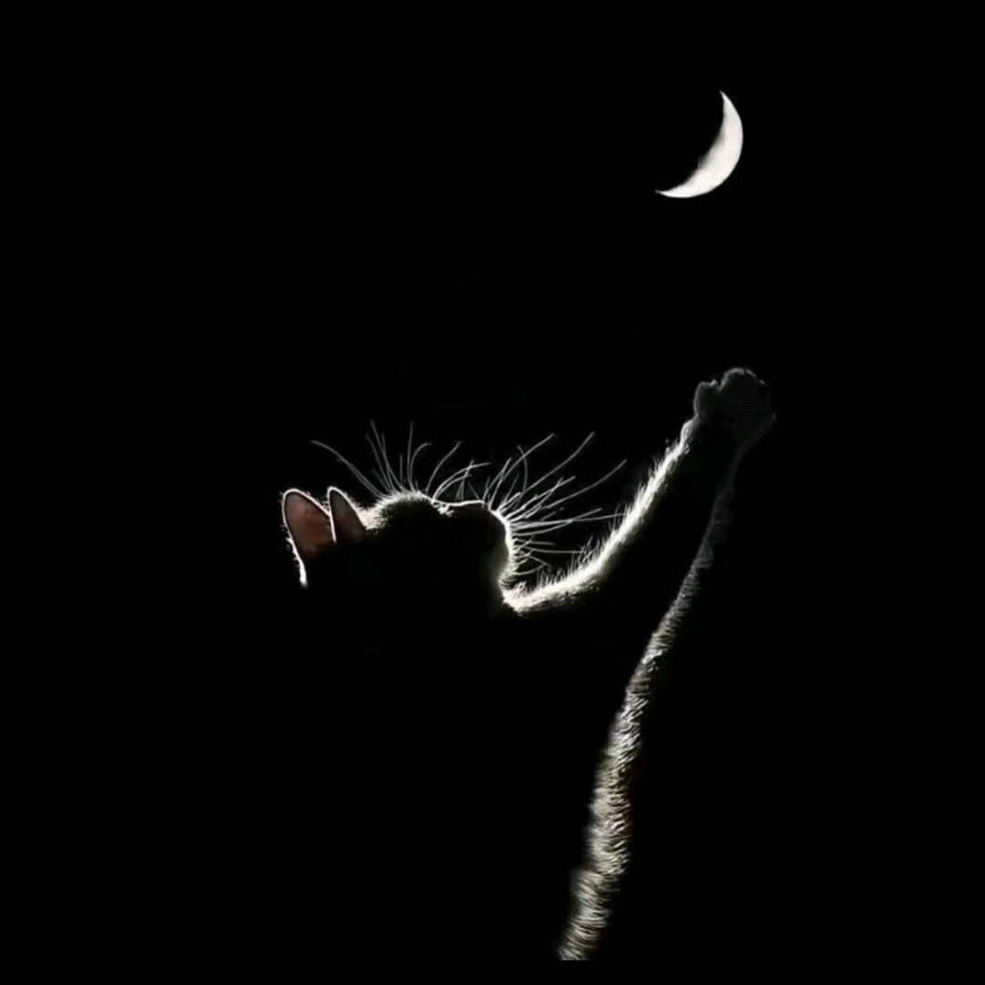 一个大大大橙子🍊