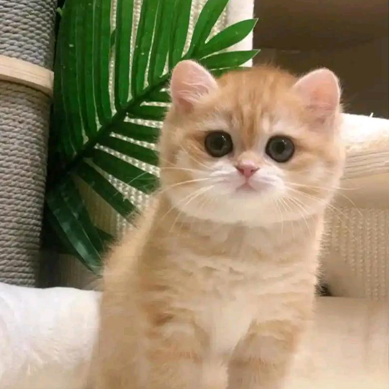 주 라이브 룸