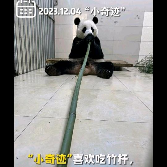 富安和哈娜