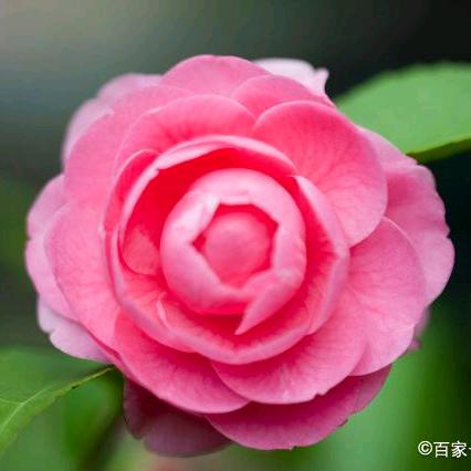 我是周姐