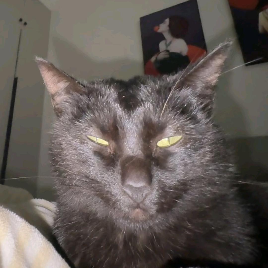 秃头又没钱的本鸽