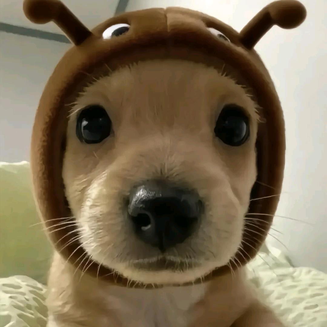 芽木
