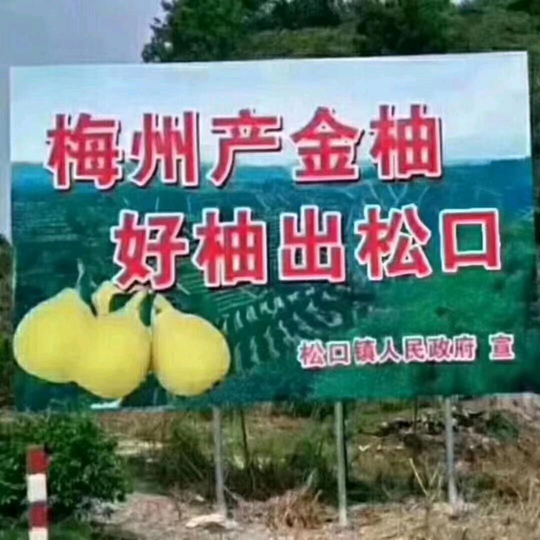 客家梅子