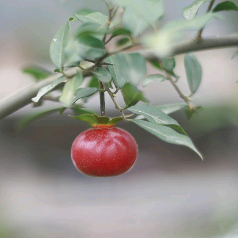 清风金弹子