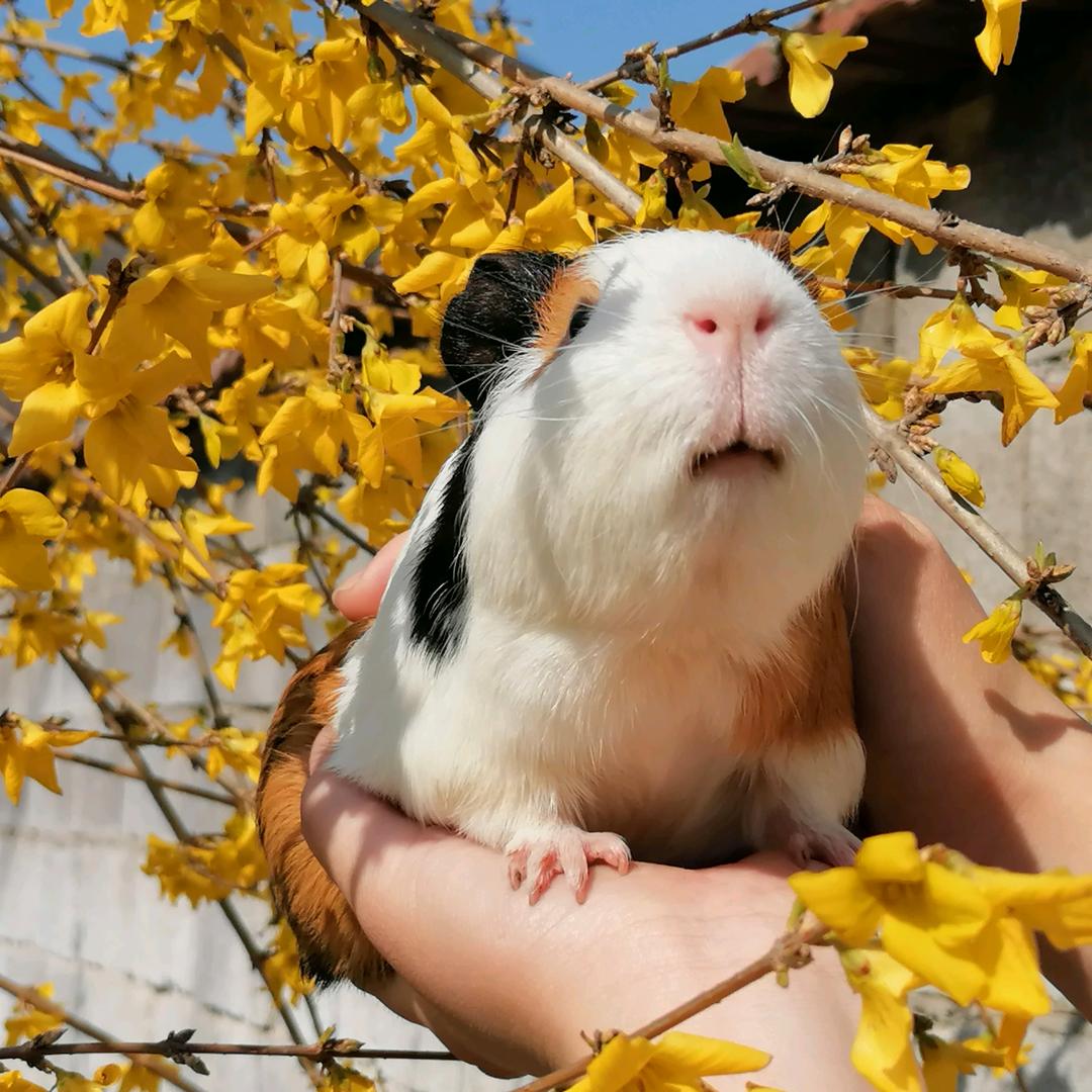 十一11111（西北刀客切片）