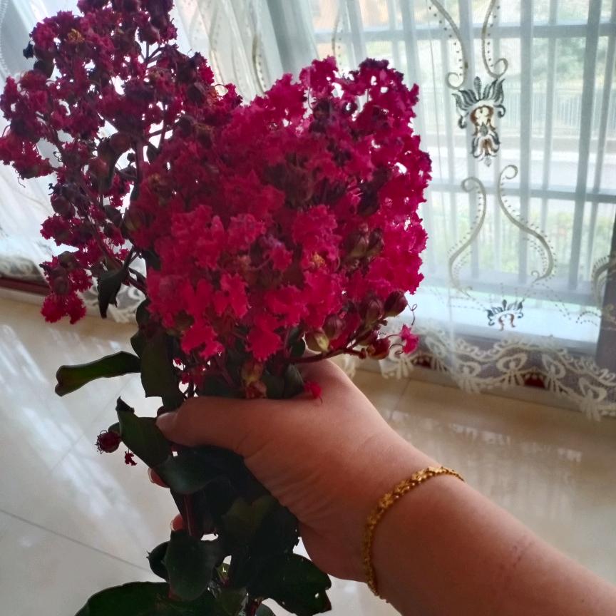 🌺最美的星移🌺