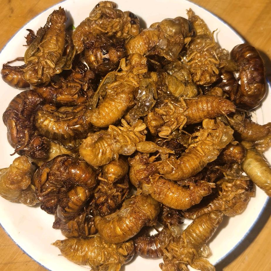 ♏十月♏金蝉♏