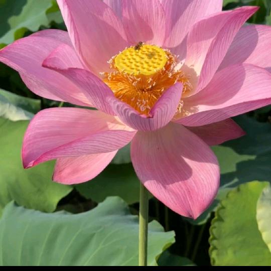 兰桂齐芳