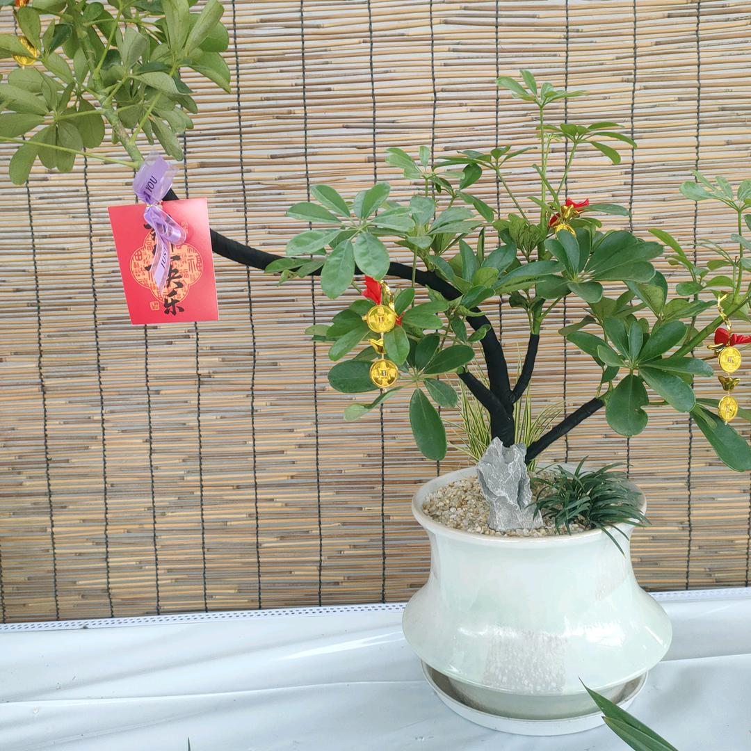 独来独往的我