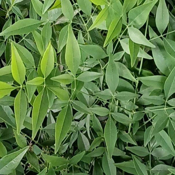 昆明阿飞鲜花批发