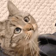 黑神话悟空 刘一猴