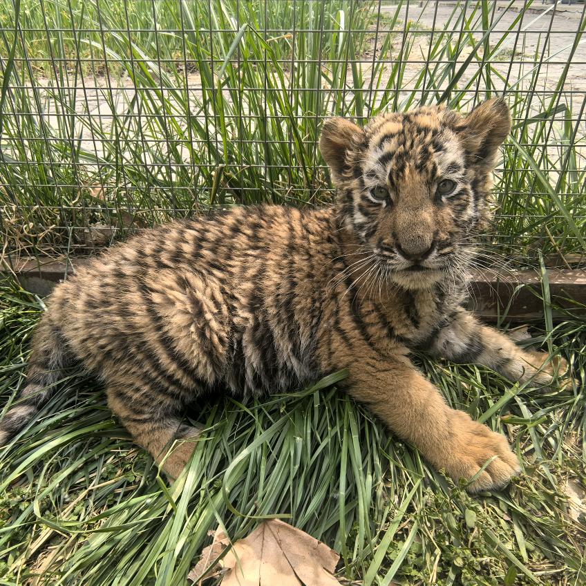 野生动物繁育基地