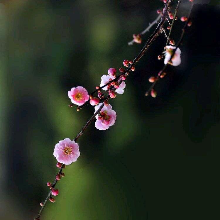 梅姐🌸