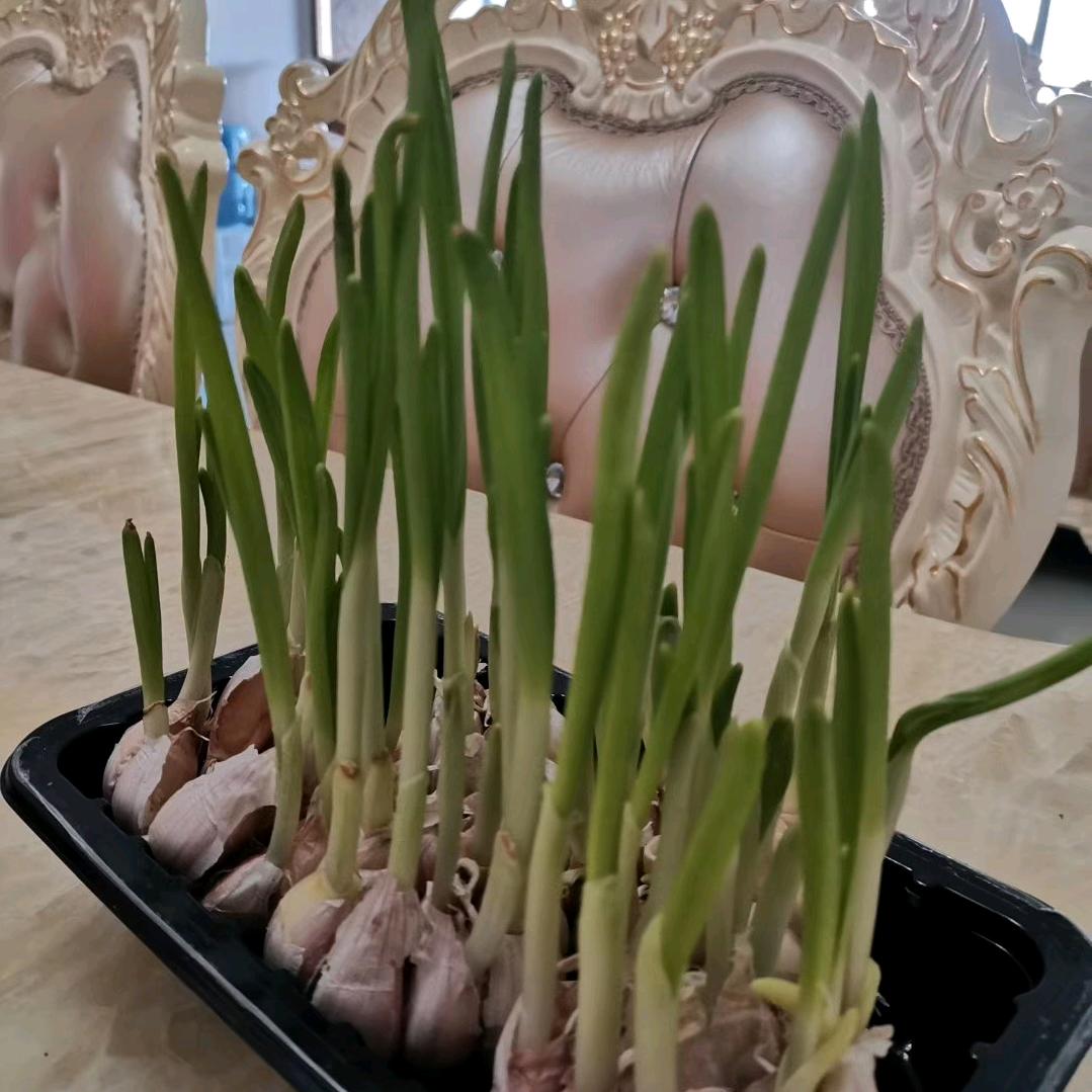 开心🐰