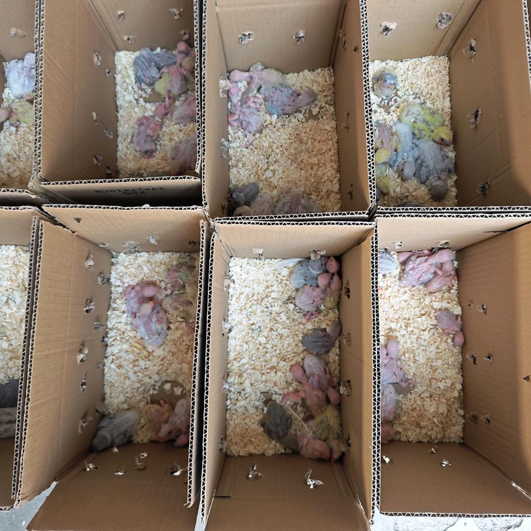 专注鸟类繁育21年