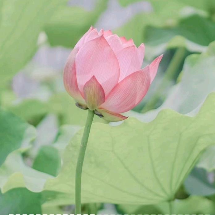 慕晨