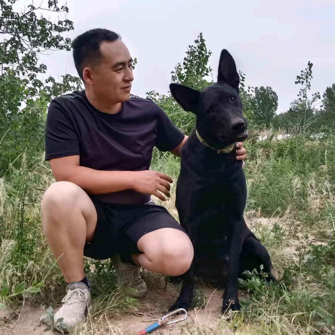 中华黑狼犬（玖乐）