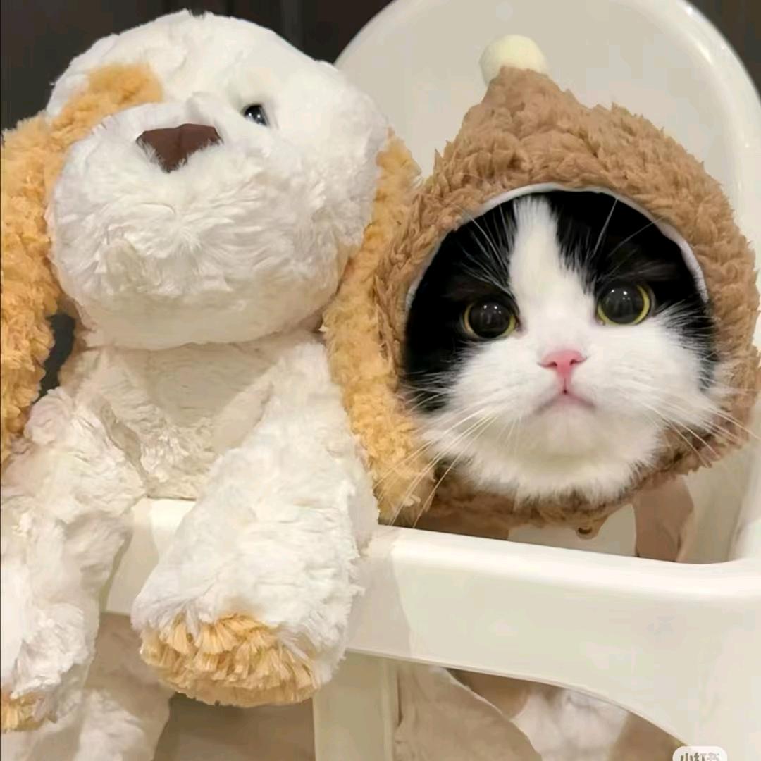 娇、