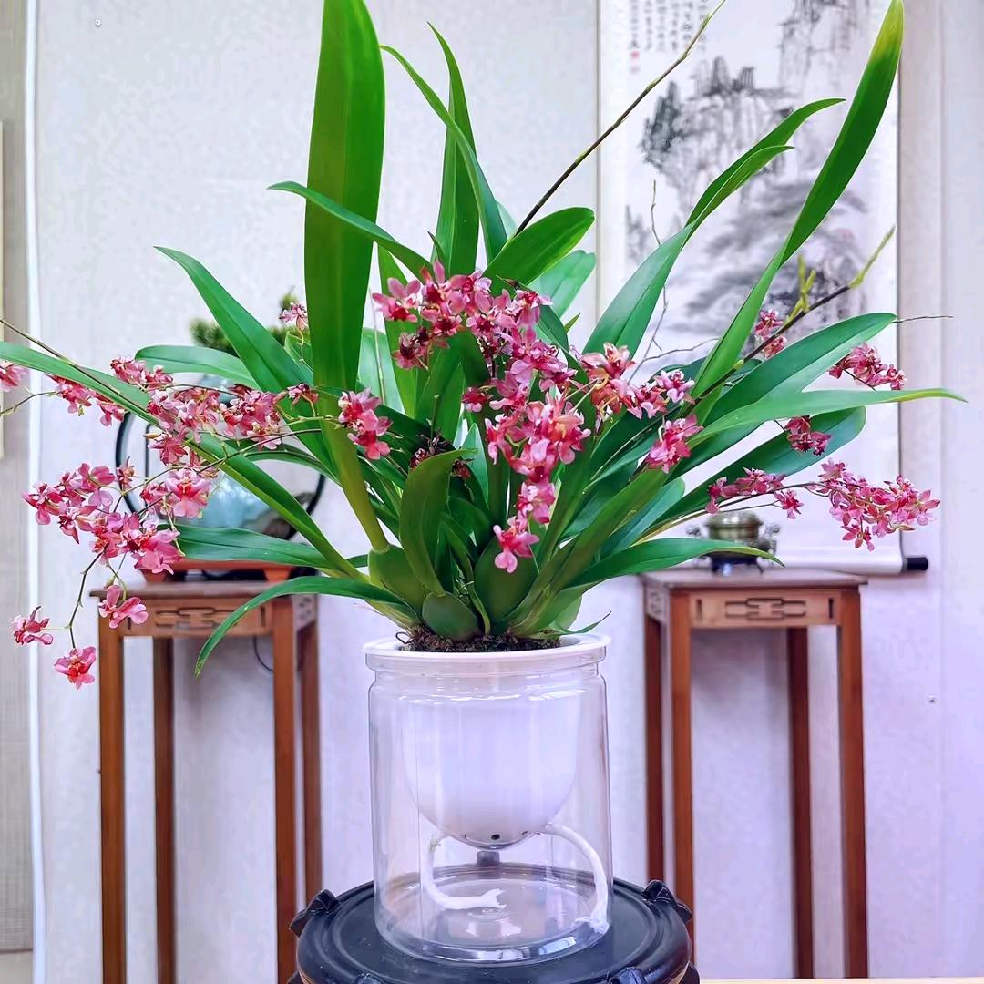 美丽花卉