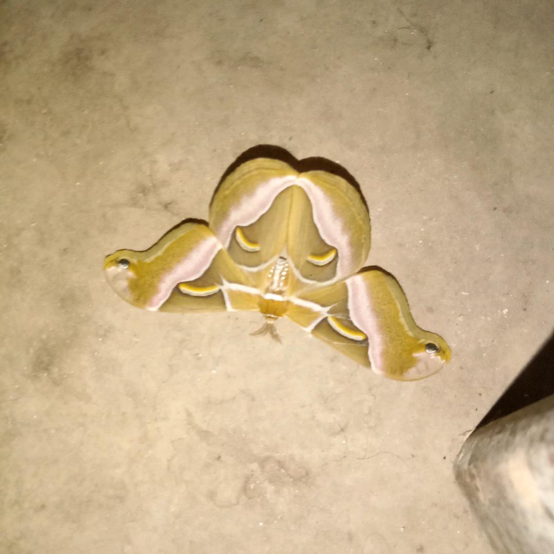 二*郎*神*生*态【种、养殖】