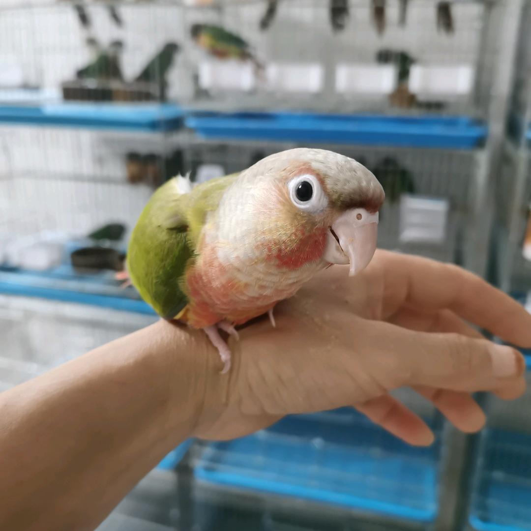 🦜棋棋～鹦鹉养殖🦜