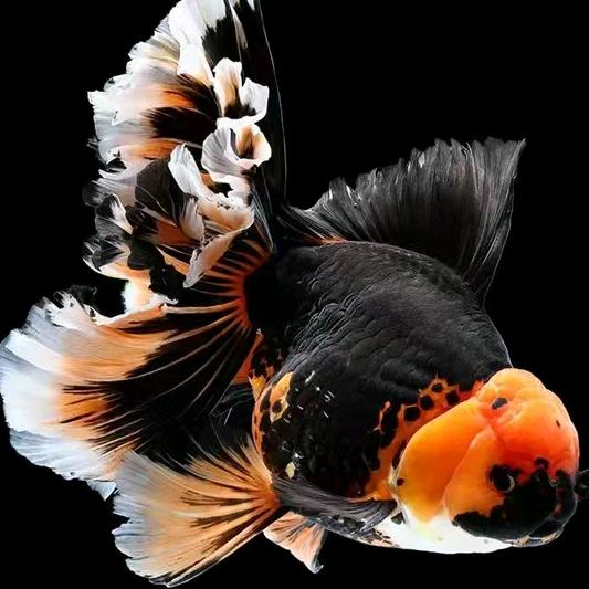 同益金鱼全国发货（接批发）