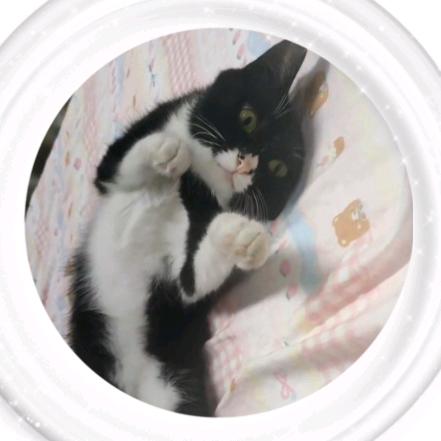 潘潘有只猫