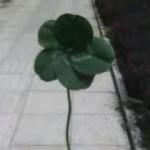 5叶的三叶草