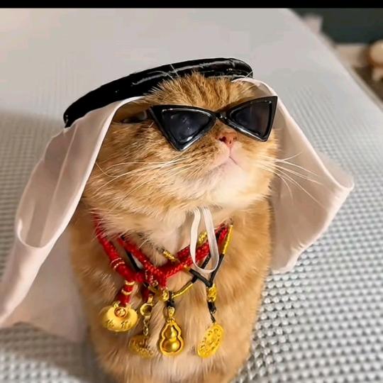 招财猫🐱