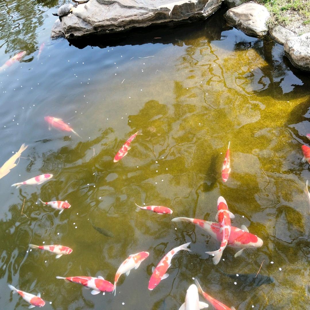 云淡💫风轻