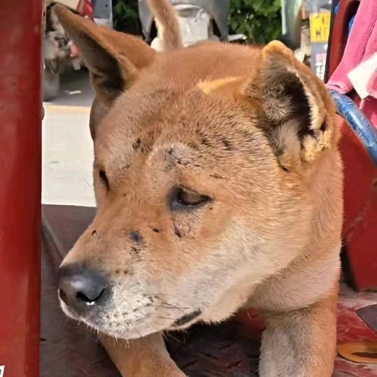 广西田园土猎犬