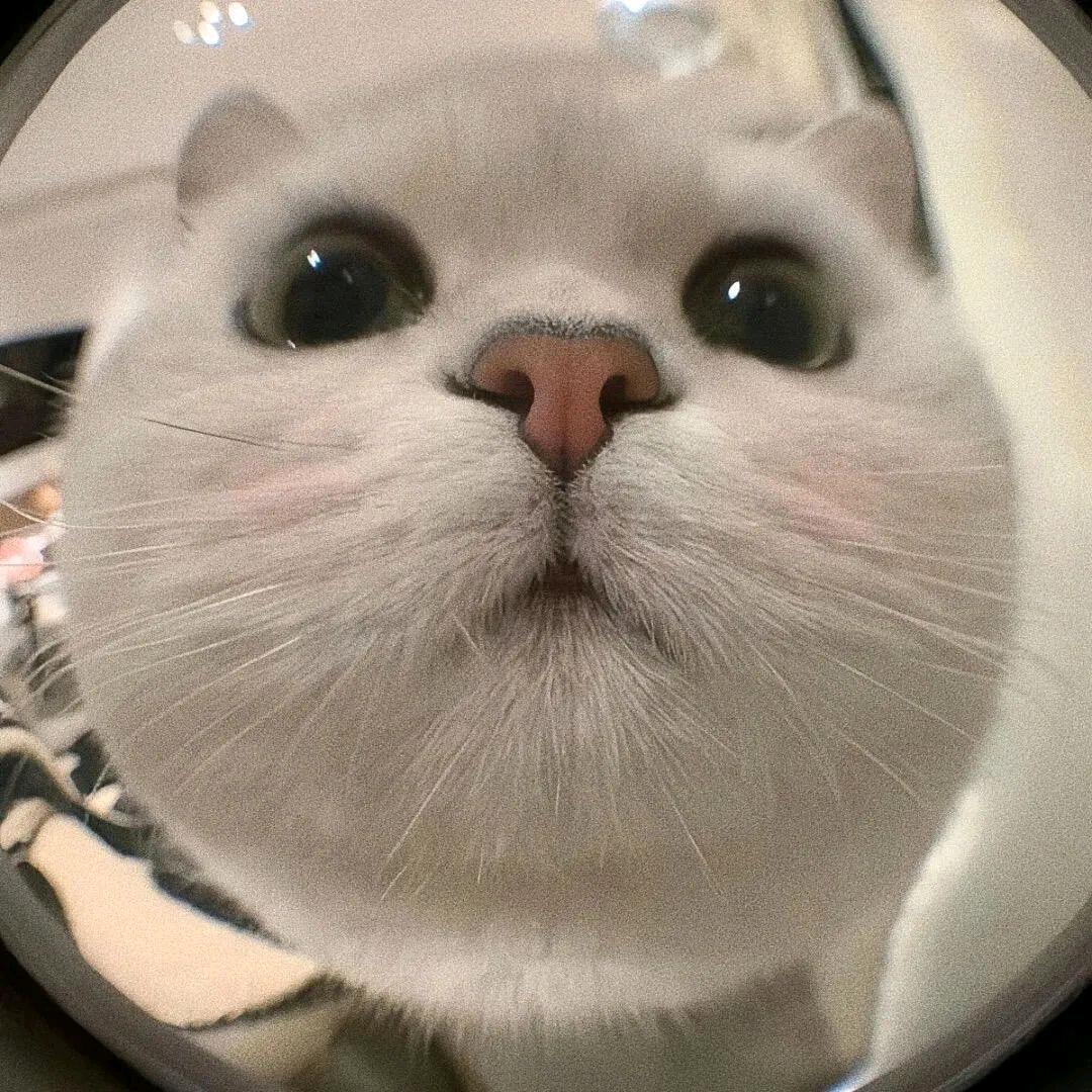 想养一只小鸡毛