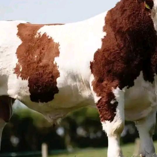 牛市代办赵皮翻