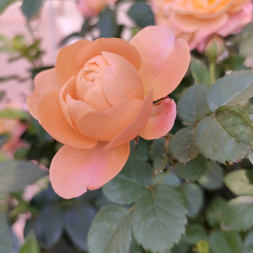 生如夏花