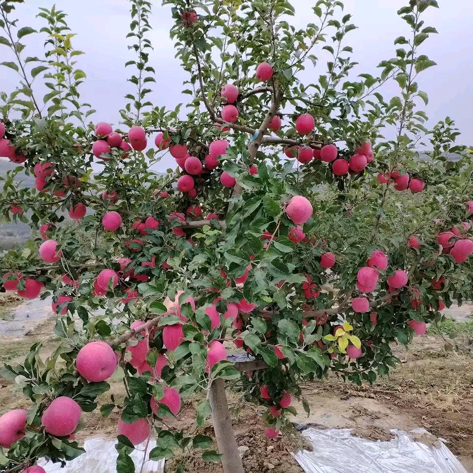 庄浪苹果姐929农副产品店