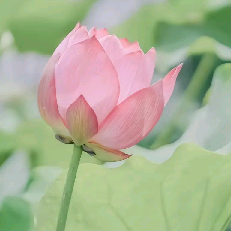 一生平安，百年好合