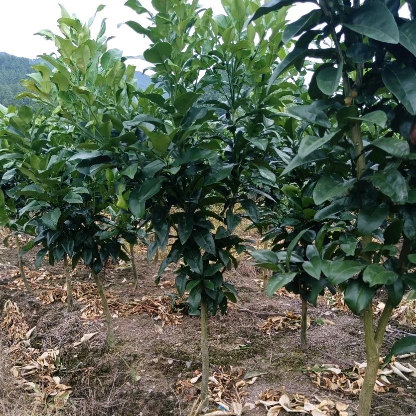 柚苗哥(马家柚，红美人树苗)