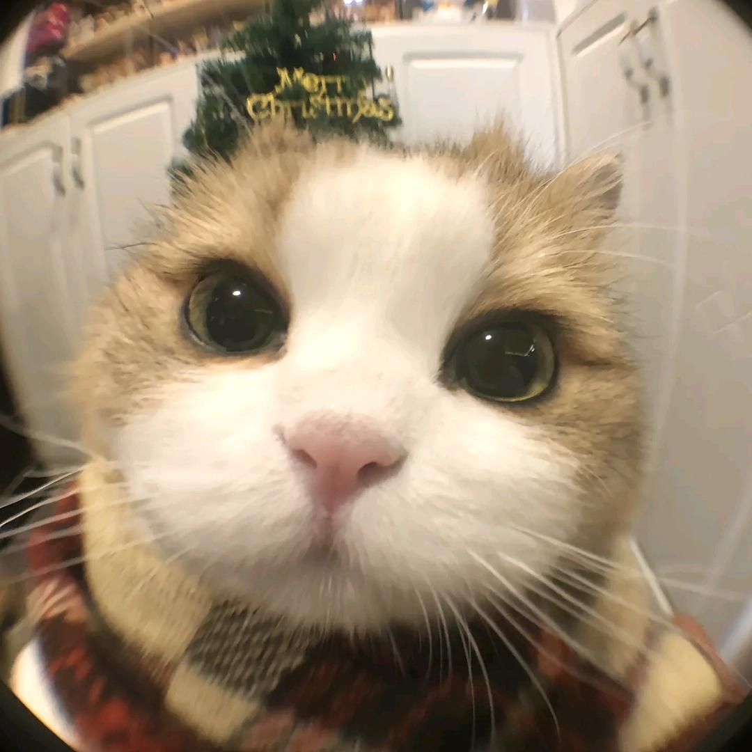 老猫旅行日记