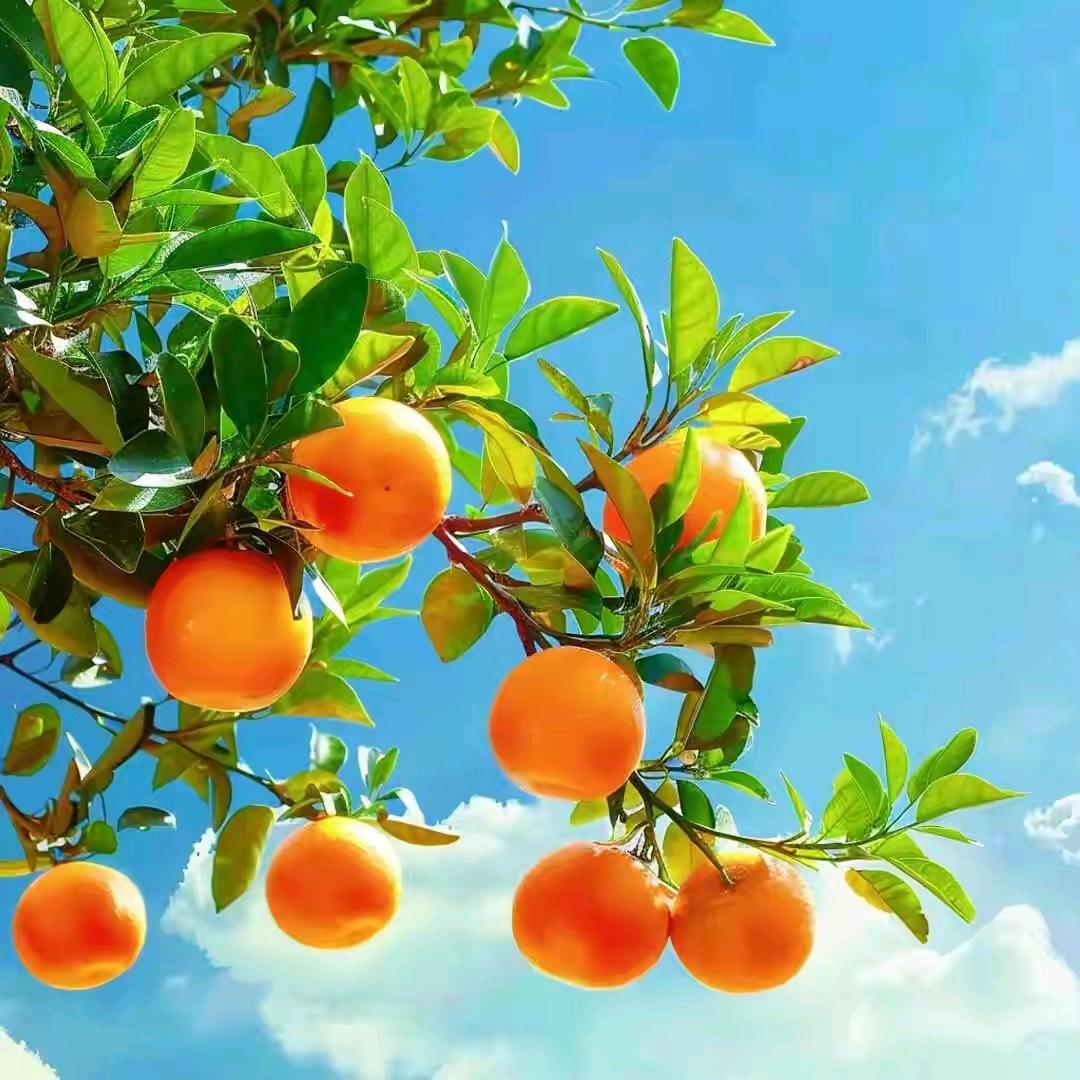 🏏⛹️波诺揭谛🐝