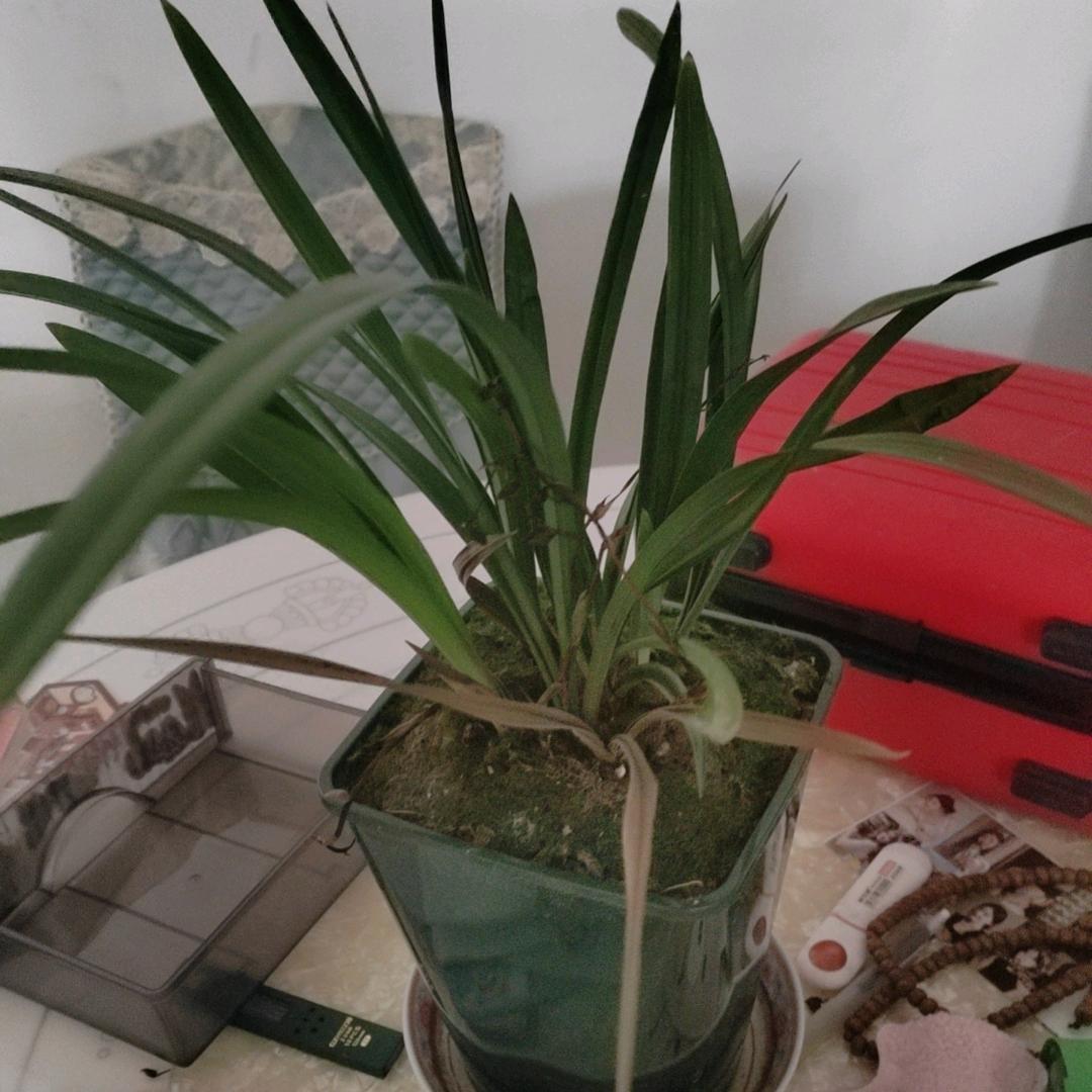 上帝唉雀雀