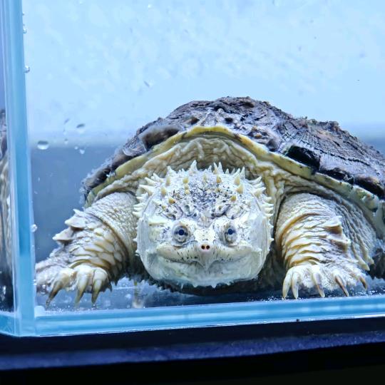 花姐家佛鳄龟宠