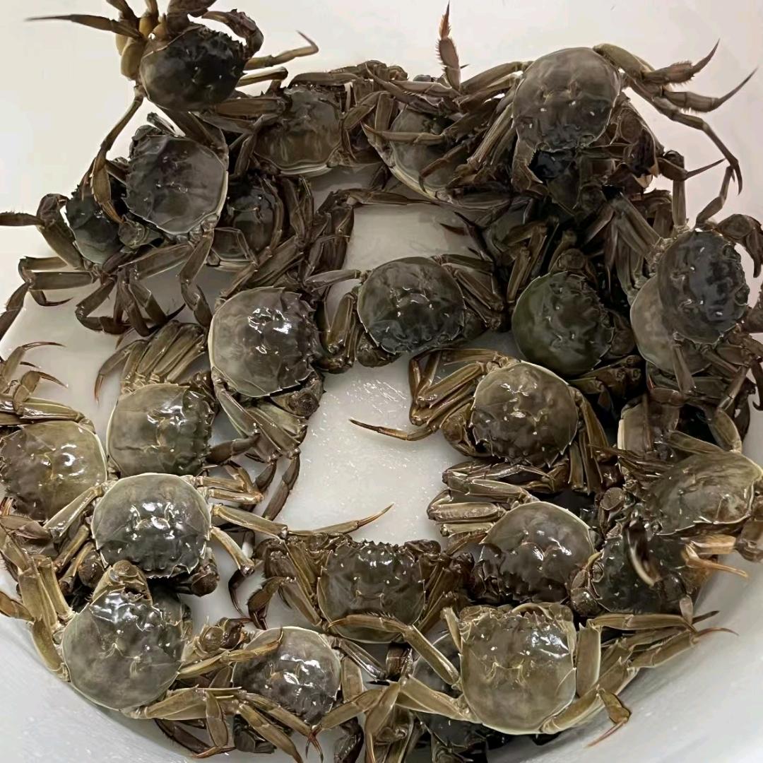大闸蟹批发大师