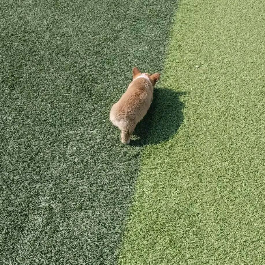 霸道小乐总