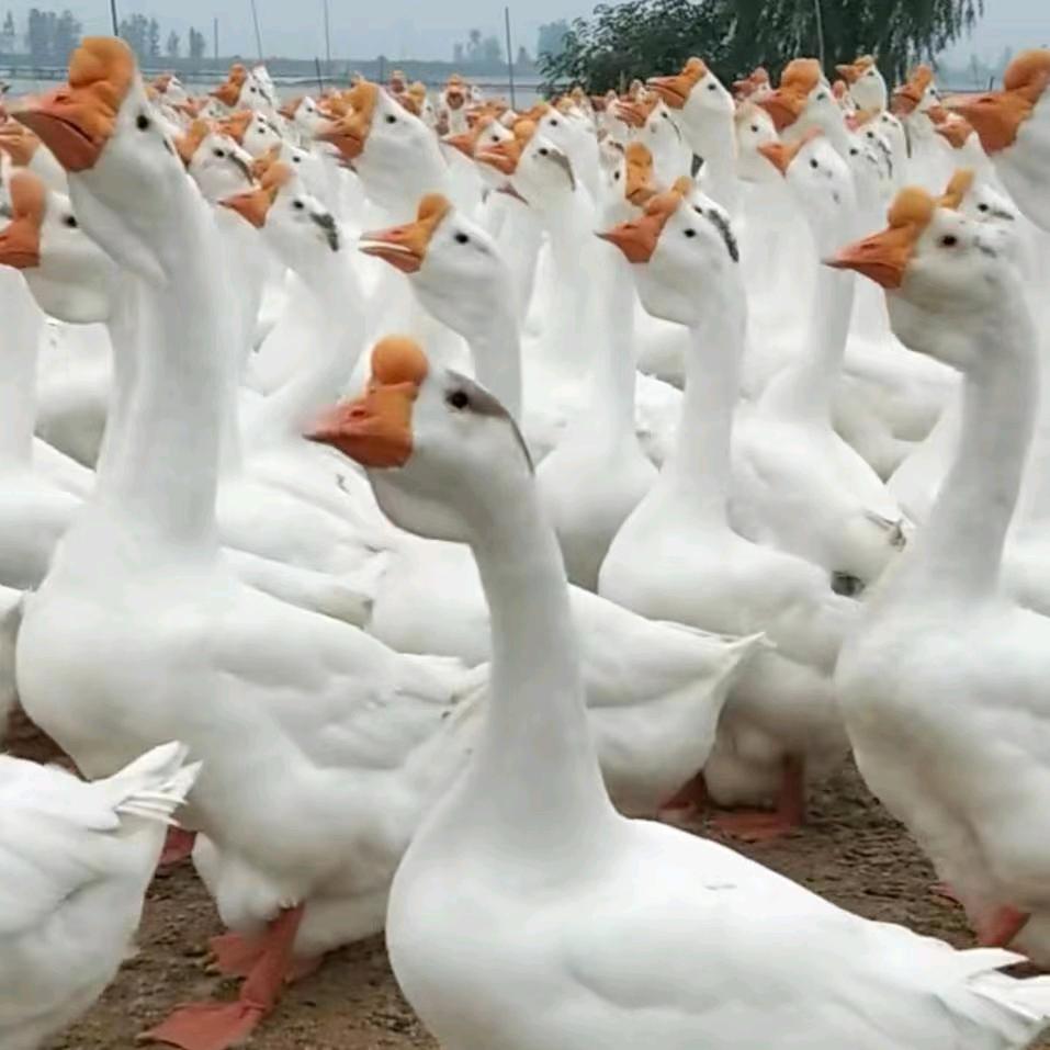 农户散养鸡鸭鹅