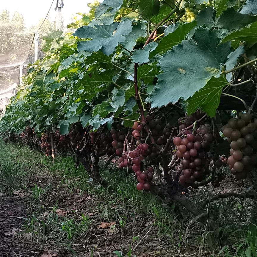 成武县西洼巨峰葡萄采摘园