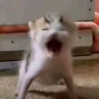 单霖