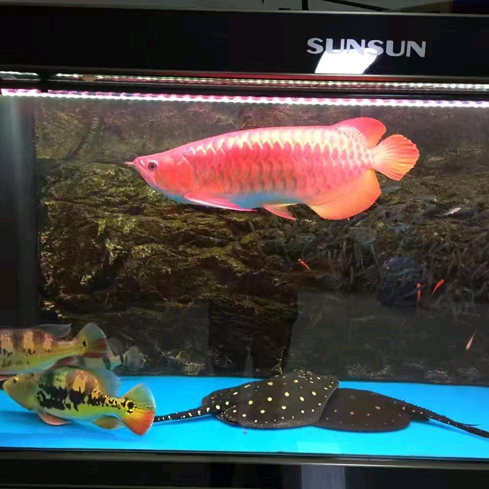 年年有余210216218