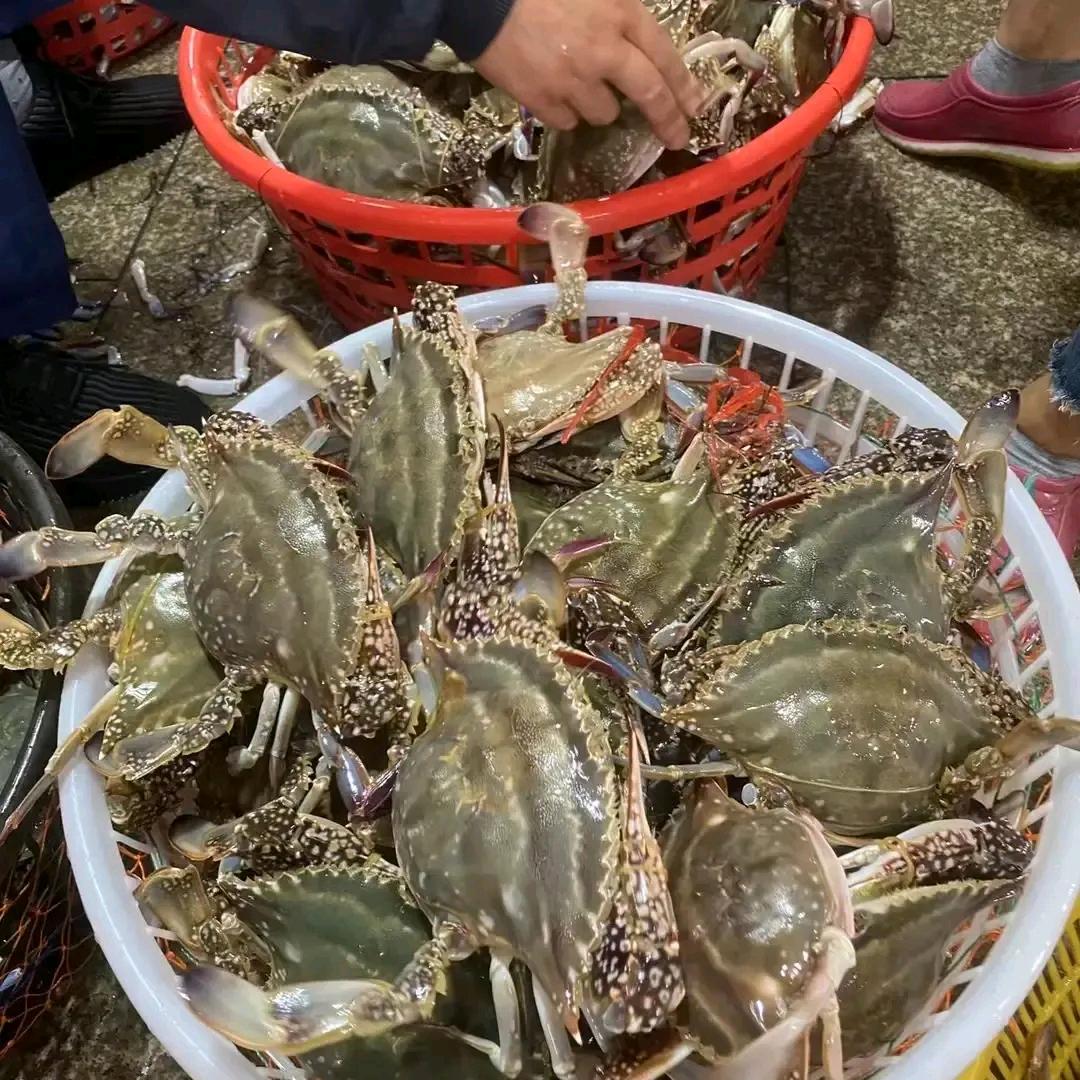 海味 梭子蟹