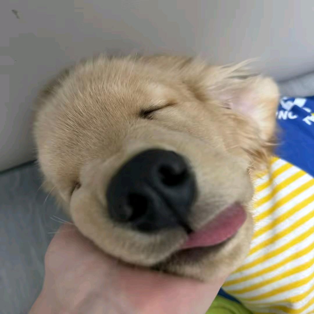 小芒狗🥭