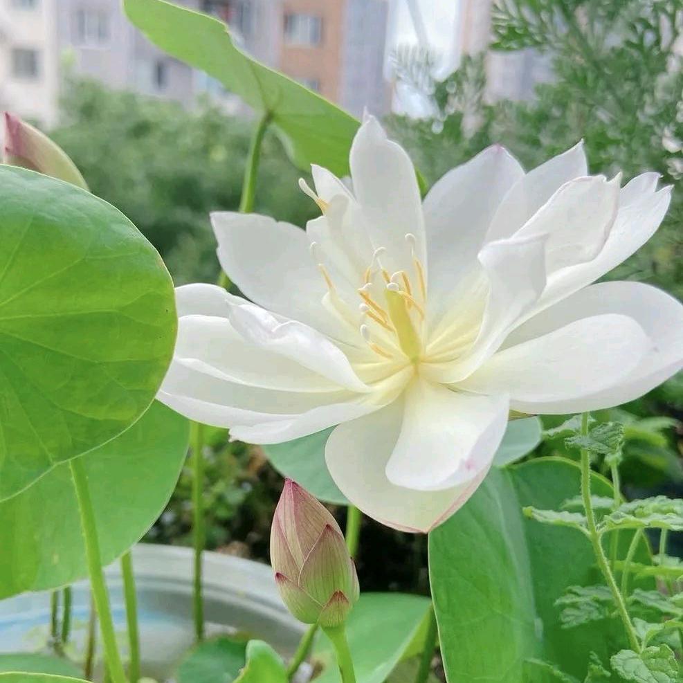 玲